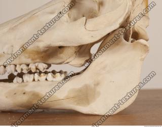 photo reference of skull 0011